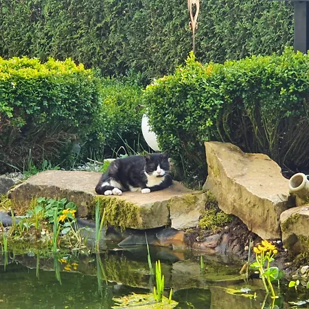 Schwalbennest * Weinsheim (Bitburg-Prum)