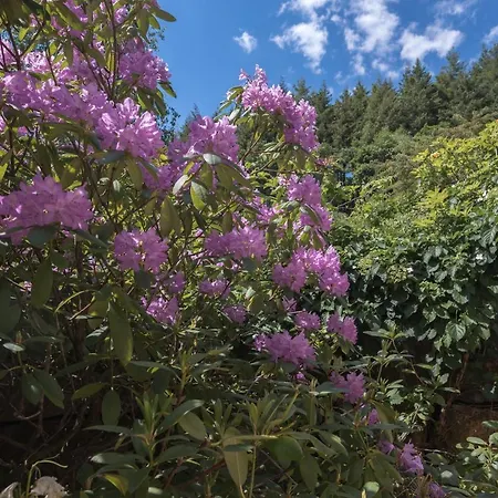 Schwalbennest Apartament *