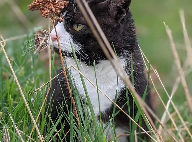 Lejlighed Schwalbennest *