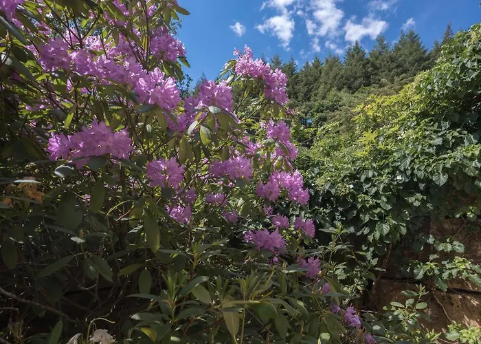 Schwalbennest Lejlighed *